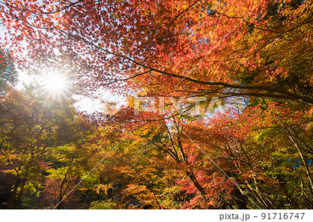環境芸術の森の紅葉(佐賀県唐津市) 環境芸術の森の紅葉(佐賀県唐津市) 91716747