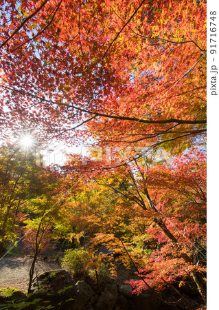 環境芸術の森の紅葉(佐賀県唐津市) 環境芸術の森の紅葉(佐賀県唐津市) 91716748