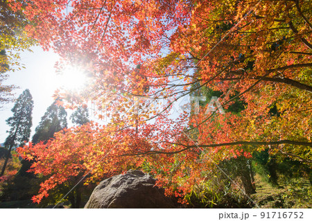 環境芸術の森の紅葉(佐賀県唐津市) 環境芸術の森の紅葉(佐賀県唐津市) 91716752