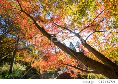 環境芸術の森の紅葉(佐賀県唐津市) 環境芸術の森の紅葉(佐賀県唐津市) 91716754