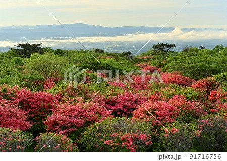 那須高原八幡の花咲くヤマツツジの群生地 91716756
