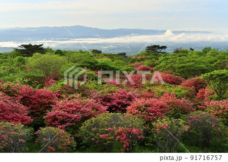 那須高原八幡の花咲くヤマツツジの群生地 91716757