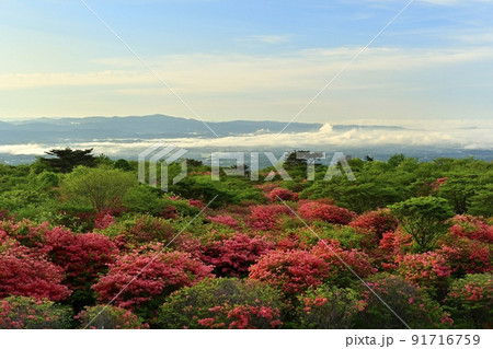 那須高原八幡の花咲くヤマツツジの群生地 91716759
