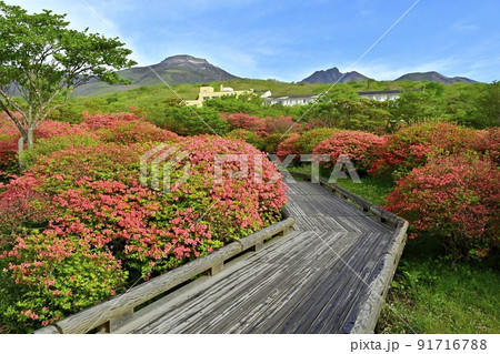 那須高原八幡の花咲くヤマツツジの群生地と遊歩木道に那須連山 91716788