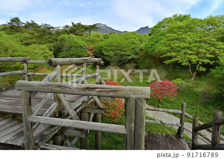 那須高原八幡の花咲くヤマツツジの群生地と遊歩木道に那須連山 那須高原八幡の花咲くヤマツツジの群生地と遊歩木道に那須連山 91716789