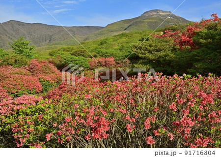 那須高原八幡の花咲くヤマツツジの群生地に那須連山 91716804