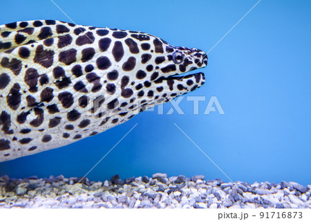 Close up head The Moray eel fish Close up head The Moray eel fish 91716873