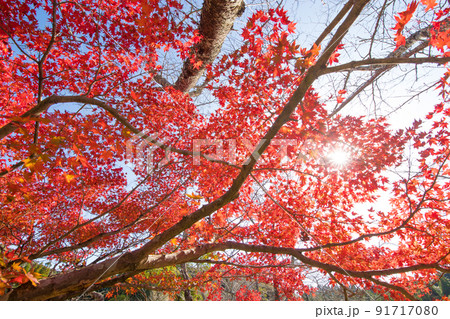 西渓公園の紅葉(佐賀県多久市) 西渓公園の紅葉(佐賀県多久市) 91717080