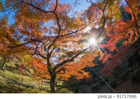 西渓公園の紅葉(佐賀県多久市) 西渓公園の紅葉(佐賀県多久市) 91717090