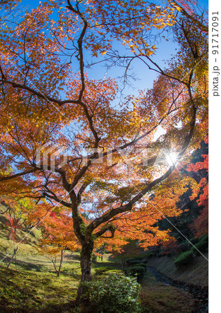 西渓公園の紅葉(佐賀県多久市) 西渓公園の紅葉(佐賀県多久市) 91717091