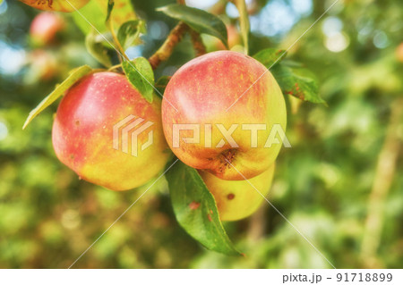 Closeup of red apples growing on a tree in a sustainable orchard farms. Fresh, organic fruit ripe for harvest or picking on a field. Nutritious organic produce cultivated in nature 91718899