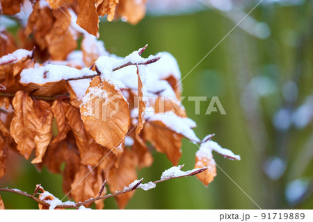 Closeup of brown tree branches, twigs and leaves covered in frozen snow in winter during dewy early morning. Climate for icy cold winter weather in environment during snowfall in the woods or forest 91719889