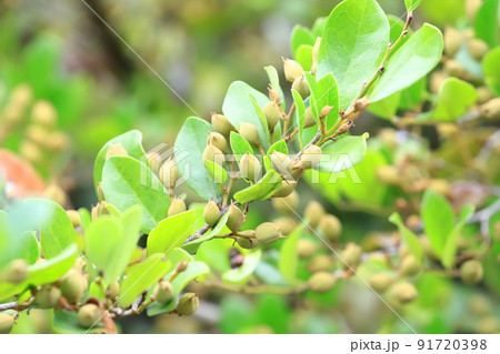 たくさん実をつけたイスノキ 91720398
