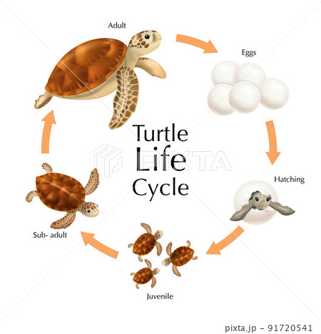 Turtle Life Cycle Set 91720541