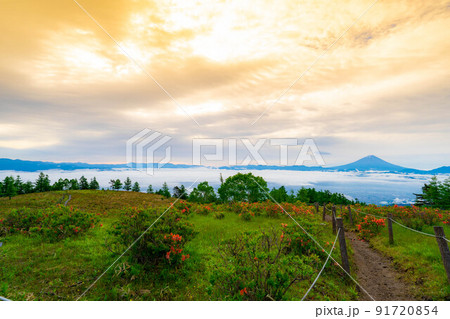 【富士山】初夏の甘利山から見た朝焼けの富士山とレンゲツツジと雲海【山梨県】 91720854