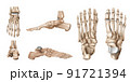 Foot Bones Anatomy Set 91721394