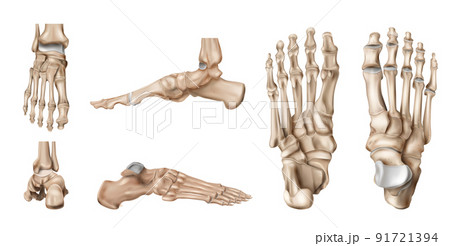 Foot Bones Anatomy Set 91721394