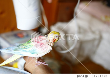鳥 インコ オウム 91721756