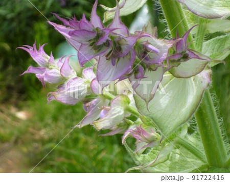 クラリーセージ クラリーセージ 91722416