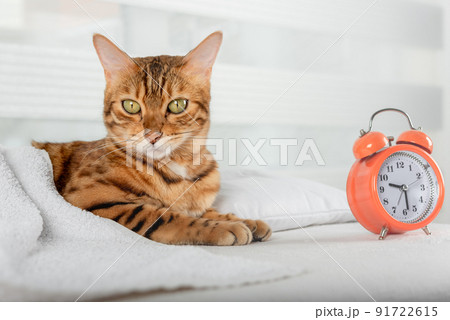 Selective focus of a cat in a white bed with an alarm clock. Selective focus of a cat in a white bed with an alarm clock. 91722615