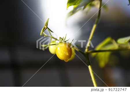 野菜 ベジタブル 青菜 91722747