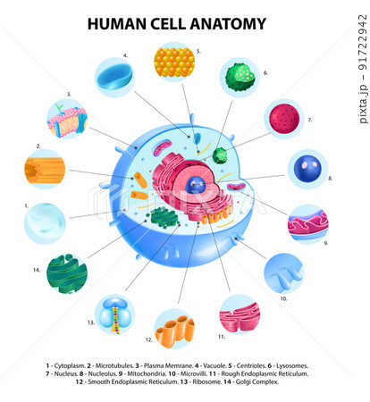 Cell Anatomy Infographics Cell Anatomy Infographics 91722942