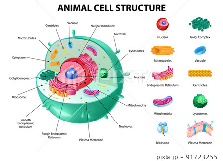 Animal Cell Anatomy 91723255