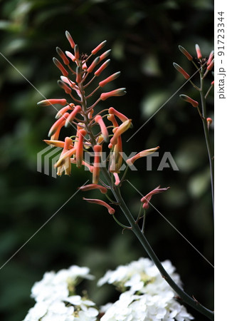 クモ カマキリ アロエの花 クモ カマキリ アロエの花 91723344