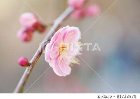梅林の梅の花びら 91723879