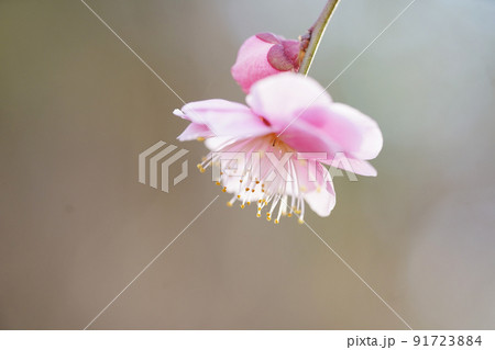 梅林の梅の花びら 91723884