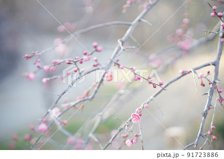 梅林の梅の花びら 梅林の梅の花びら 91723886