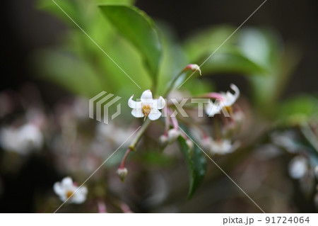 常緑低木・マンリョウ(万両)の花 常緑低木・マンリョウ(万両)の花 91724064