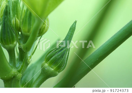 オクラ成長中　収穫　家庭菜園　7月上旬 91724373