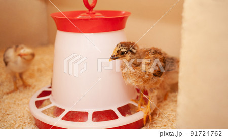 Chicks in chicken coop, sawdust litter, wooden house for chickens. Concept of housekeeping. bird molting 91724762