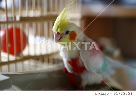 インコ オウム いんこ 91725553