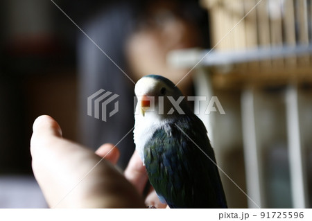 インコ オウム いんこ 91725596