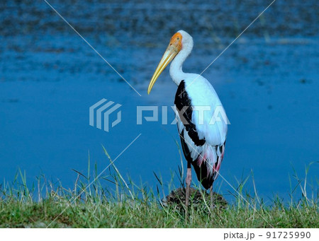 野鳥の楽園スリランカ。野鳥天国スリランカ。 91725990