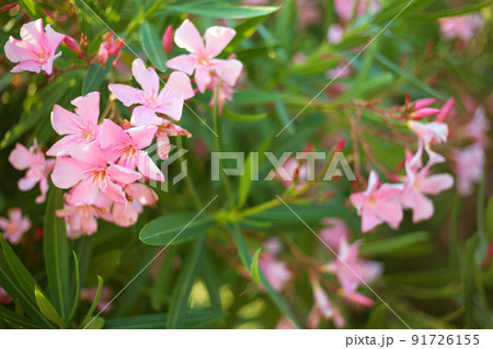 Beautiful pink oleander flowers on blur green leaves background Beautiful pink oleander flowers on blur green leaves background 91726155
