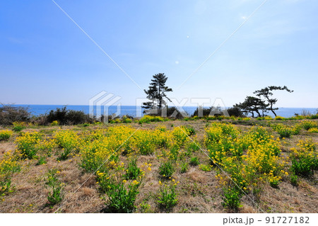 済州島 夏 海 91727182