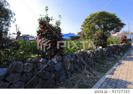 済州島 夏 海 91727183