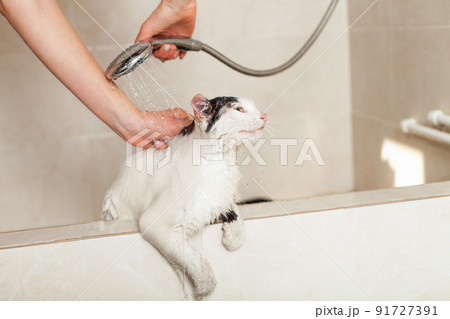 Bath or shower to a Persian breed cat. Funny cat in the bathroom. 91727391