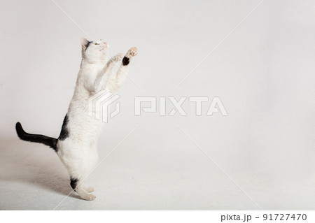 black and white cat in front of a white background. funny cat, empty space for text 91727470