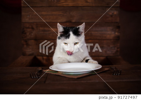 The cat eats sausage, sits on a wooden chair at the table. The cat is eating a sausage from a white plate. Cutlery - fork, napkin, plate stand on a wooden brown table. The cat mesmerizes koblas The cat eats sausage, sits on a wooden chair at the table. The cat is eating a sausage from a white plate. Cutlery - fork, napkin, plate stand on a wooden brown table. The cat mesmerizes koblas 91727497