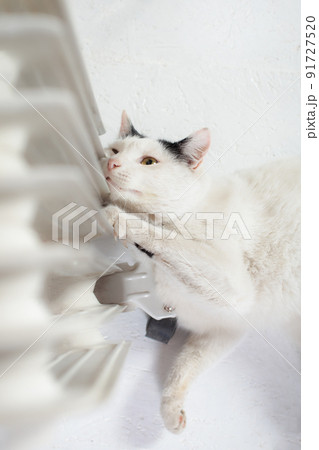 The cat is warming near the battery, a mobile heater, the cat has frozen, a cute cat. The cat lies at the heater. 91727520