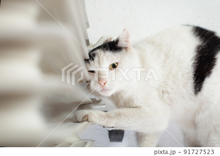 The cat is warming near the battery, a mobile heater, the cat has frozen, a cute cat. The cat lies at the heater. 91727523