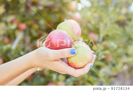Apple farmer holding apples freshly picked from an orchard farm. Showing ripe fruit for harvest production, the import and export industry. Healthy seasonal organic produce for nutrition and vitamins 91728134