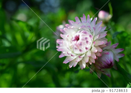 華やかな光沢 麦藁菊 (ムギワラギク) 華やかな光沢 麦藁菊 (ムギワラギク) 91728633