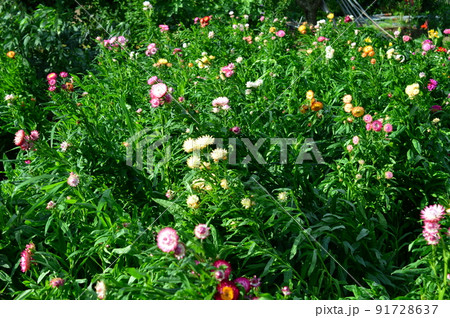 華やかな光沢 麦藁菊 (ムギワラギク) 華やかな光沢 麦藁菊 (ムギワラギク) 91728637