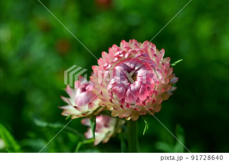 華やかな光沢 麦藁菊 (ムギワラギク) 華やかな光沢 麦藁菊 (ムギワラギク) 91728640