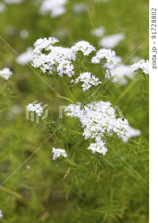 マウンテンミント 91728802